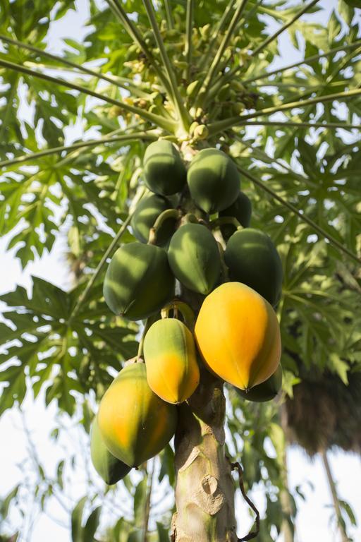 فيلا تشامبا لودج كامبوت المظهر الخارجي الصورة